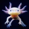 AxolotI