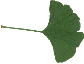 GingkoBiloba
