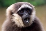 gibbonaz