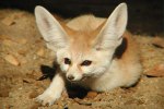 macfennec